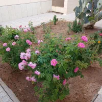 منزل ویلایی دوخوابه با زیربنای 222 متر جانبازان|فروش خانه و ویلا|شهرضا, |دیوار