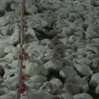 اجاره مرغداری گوشتی صنعتی در تحت جمشید
