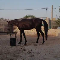 اسب فروشی