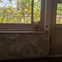 فروشی پاپی|سگ|شهرکرد, |دیوار