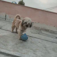 سگ تریر معاوضه با سهره