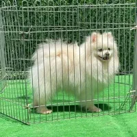 نر بالغ یک ساله