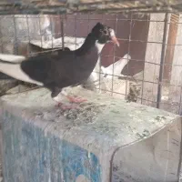 دورگه سرور و زیل کاکلی. و حلقه پلاکی 2026
