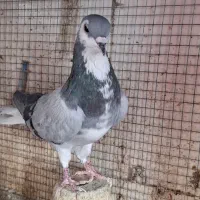 دمگیر ابری|پرنده|اصفهان, جی شیر|دیوار