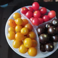 بذر گوجه فرنگی گیلاسی ارگانیک (قرمز، زرد، مشکی)|گل و گیاه طبیعی|بابلسر, |دیوار