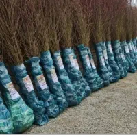 نهالستان بادام و صنوبر و گردو|خدمات باغبانی و درختکاری|تاکستان, |دیوار