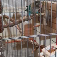 طوطی کوتوله