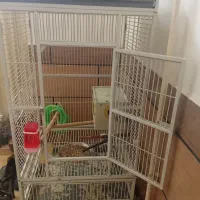 طوطی عروس|پرنده|الوند, |دیوار