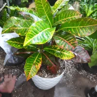 تخفیفات گل و گیاه مهران شروع شد