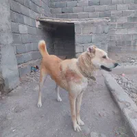 سگ گله ای و نگهبان