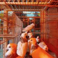 کبوتران زینتی ساعتی مسافتی|پرنده|ایوان, |دیوار