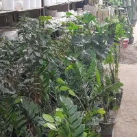 گل وگلدان|گل و گیاه طبیعی|مشهد, رده|دیوار