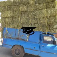 خریدوفروش یونجه