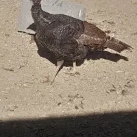 سلام یک عدد بوقلمون ماده آمده تخم