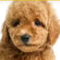 حیوان خانگی