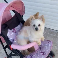 سگ شیدزو پامری