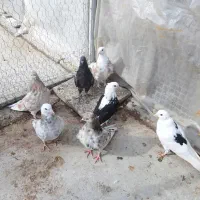 کبوتر پرشی|پرنده|خان ببین, |دیوار