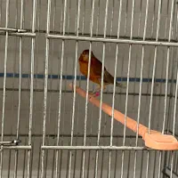 ماده قناری آماده راه براه