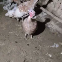 بوقلمون (نژاد بوربون)