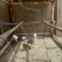 دوکتی اصفهانی پر