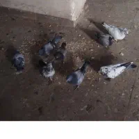 کبوتر خوب