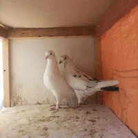 کبوتر|پرنده|خاوران, |دیوار