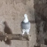 کفتر کاکلی ماده|پرنده|بسطام, |دیوار