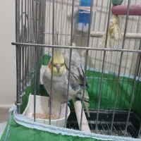 عروس هلندی|پرنده|تهران, افسریه جنوبی|دیوار