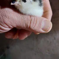 تخم نطفه دار گلین|حیوانات مزرعه|بابکان, |دیوار