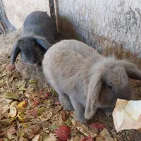 خرگوش دوعدد|موش و خرگوش|گناباد, |دیوار