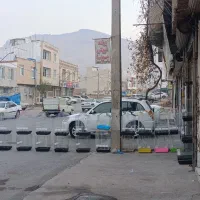 پرنده های زینتی پویا در مهاباد|پرنده|مهاباد (آذربایجان غربی), |دیوار