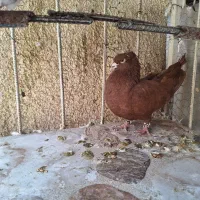 مربوط به عکس