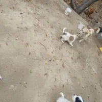 واگذاری توله سگ پاکوتاه خوشگل و با استعداد|سگ|دشتابی, |دیوار