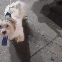 سگ پاکوتاه شیتسو