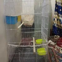 قفس مرغ عشق و عروس هلندی|لوازم جانبی حیوانات|مشهد, رده|دیوار