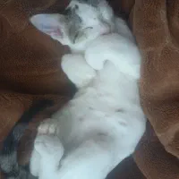 واگذاری گربه ۴ماهه