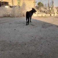 سگ ژرمن بلک