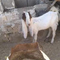 بزغاله گلابی نر