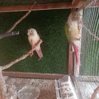 جفت  مولد