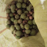 گردو خوب