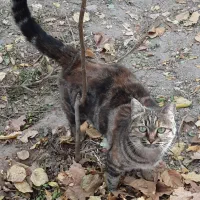 واگذاری گربه خاص|گربه|یزد, |دیوار