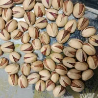 خریدار انواع ارقام پسته