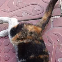 گربه خانگی رایگان