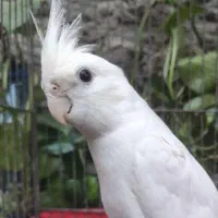 یک عدد عروس هلندی سفید گم