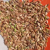 شلتوک عنبر بو شوشتر