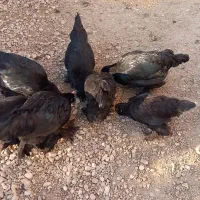 مرغ و خروس مرندی اصیل