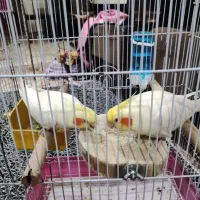 عروس هلندی نر و ماده