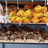 عروسک|اسباب‌‌بازی|رامهرمز, |دیوار