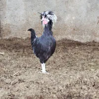 مرغ و خروس لهستانی