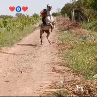 اسب نریان سواری دار